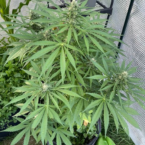 Hyperion F1 #2 growlog timeline photo
