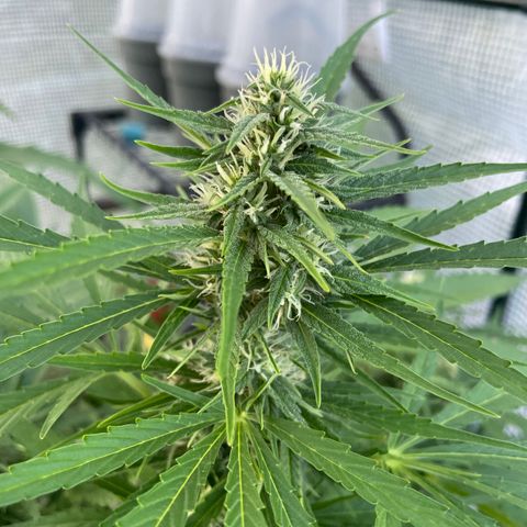 Hyperion F1 #2 growlog timeline photo