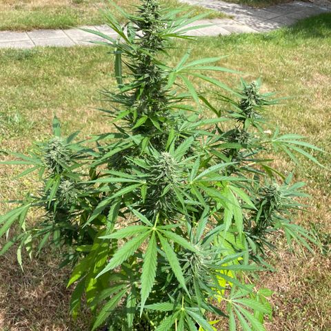 Hyperion F1 #1 growlog timeline photo