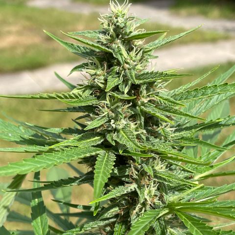 Hyperion F1 #1 growlog timeline photo