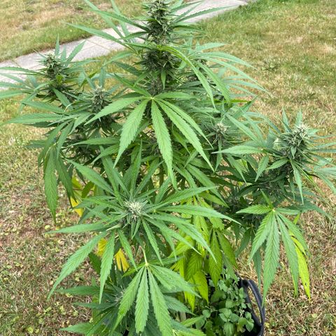 Hyperion F1 #2 growlog timeline photo