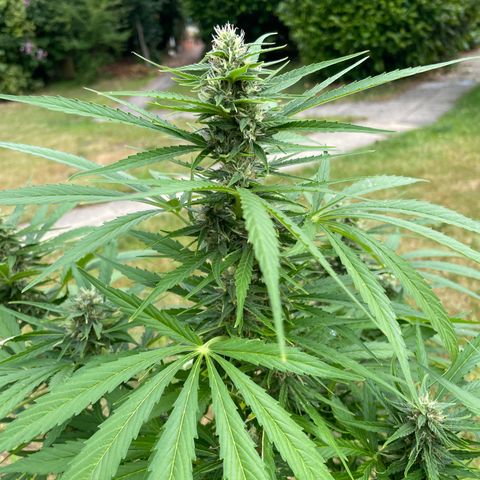 Hyperion F1 #2 growlog timeline photo