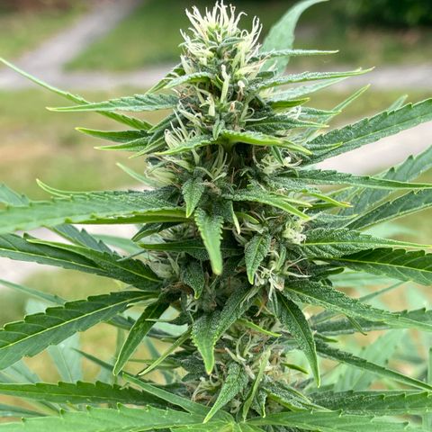 Hyperion F1 #2 growlog timeline photo