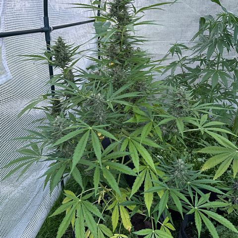 Hyperion F1 #1 growlog timeline photo