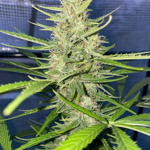 Hyperion F1 #1 growlog timeline photo