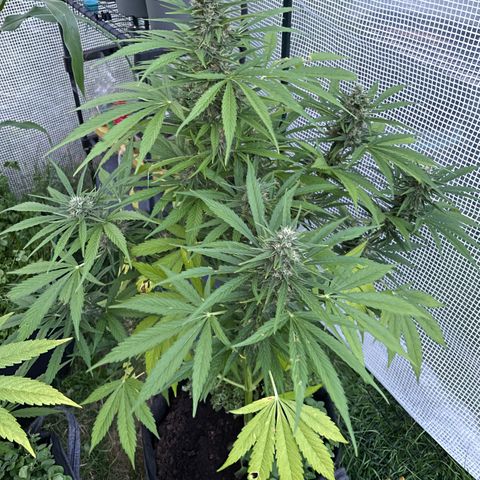 Hyperion F1 #2 growlog timeline photo
