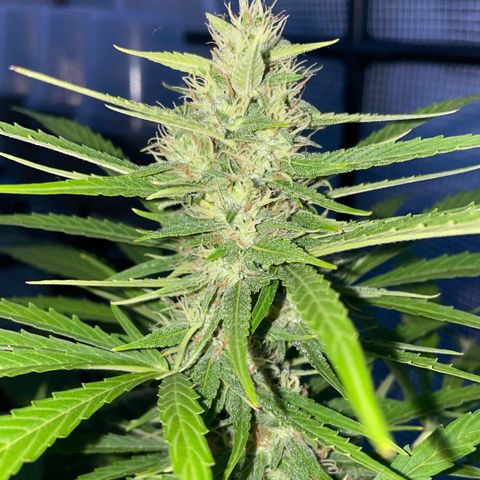 Hyperion F1 #2 growlog timeline photo