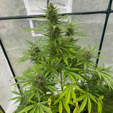 Hyperion F1 #1 growlog timeline photo