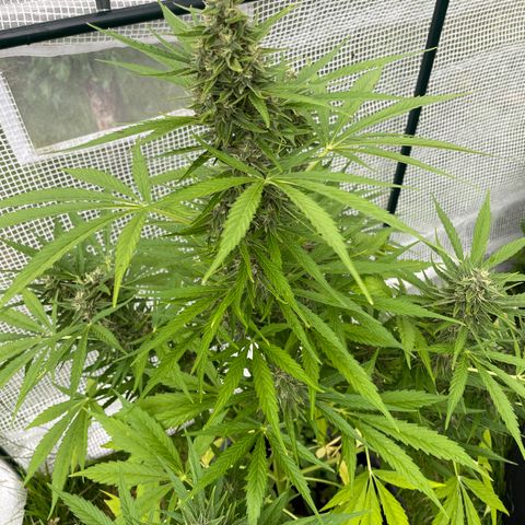 Hyperion F1 #1 growlog timeline photo