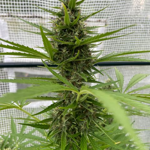 Hyperion F1 #1 growlog timeline photo