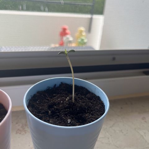 Purple Queen Automatic growlog timeline photo