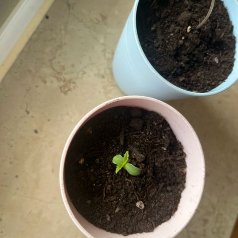 Purple Queen Automatic growlog timeline photo