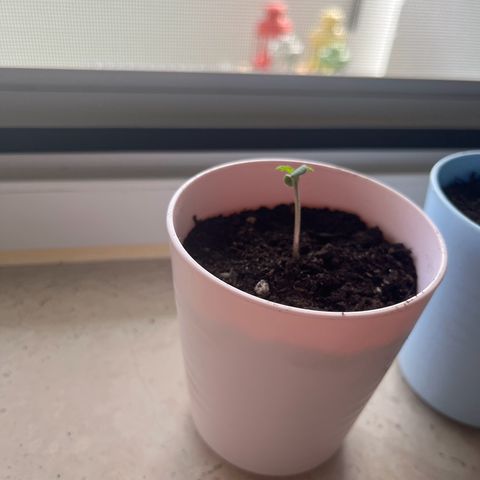 Purple Queen Automatic growlog timeline photo