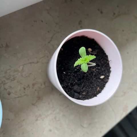 Purple Queen Automatic growlog timeline photo