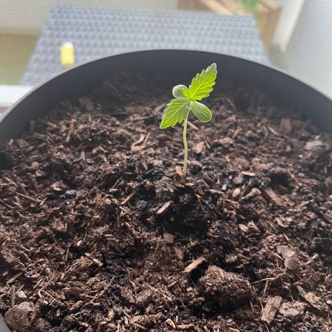 Purple Queen Automatic growlog timeline photo