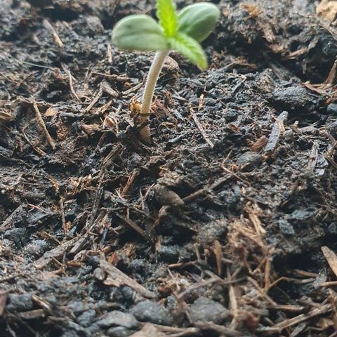 1. growlog timeline photo