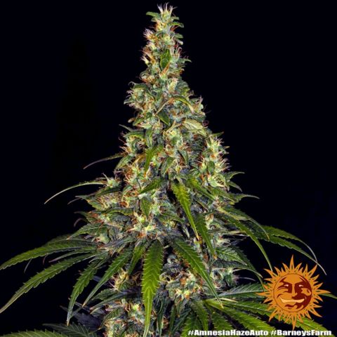 Foto 1 del growlog de 1.