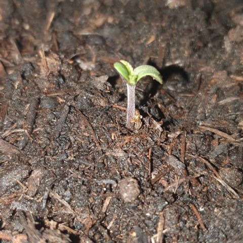 1. growlog timeline photo