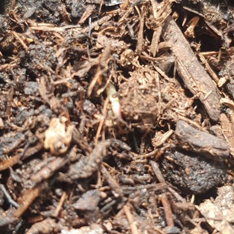 Foto 3 del growlog de 1.