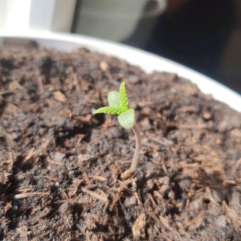 1. growlog photo: Tankt Sonne