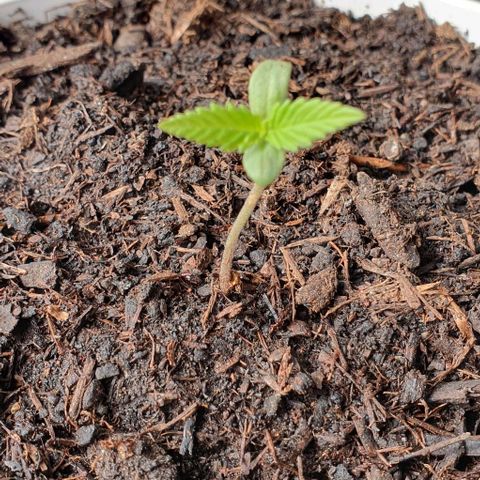 1. growlog timeline photo