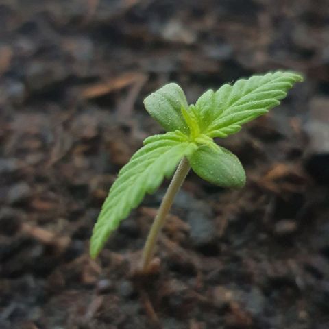1. growlog timeline photo