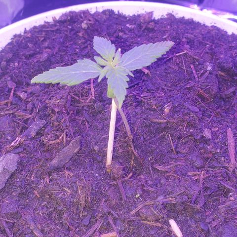 1. growlog timeline photo