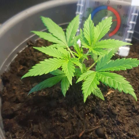 1. growlog timeline photo