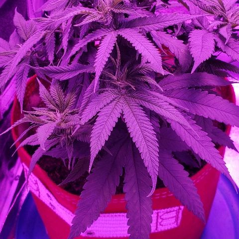 Unknown strain growlog timeline photo