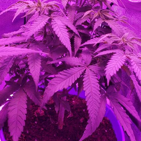 Unknown strain growlog timeline photo