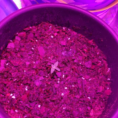 Unknown strain growlog timeline photo