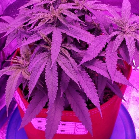 Unknown strain growlog timeline photo
