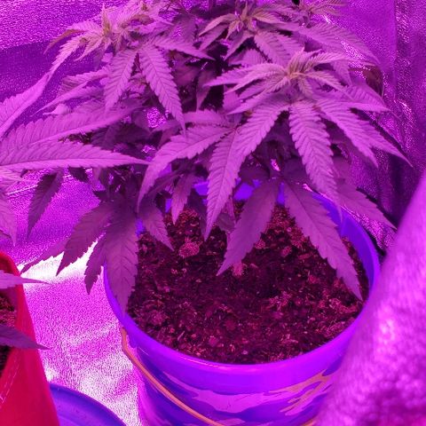 Unknown strain growlog timeline photo