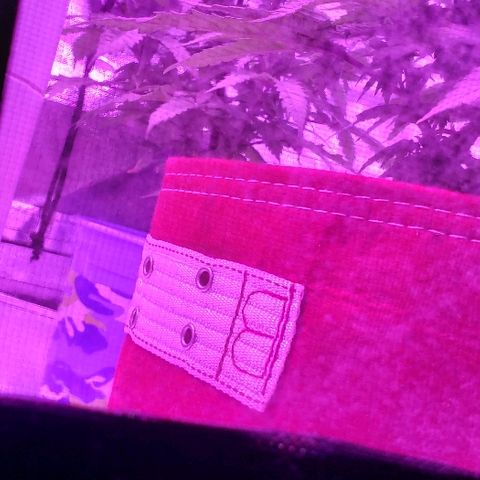 Unknown strain growlog timeline photo
