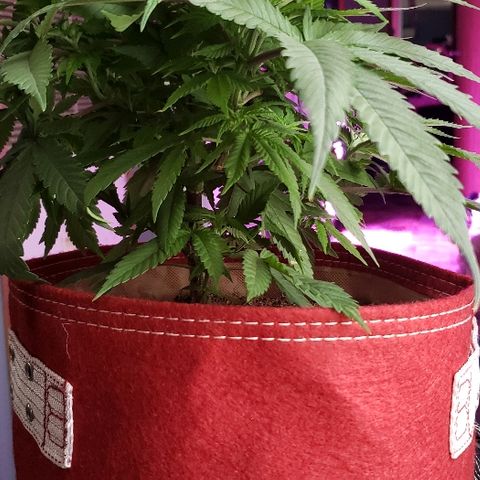 Unknown strain growlog timeline photo