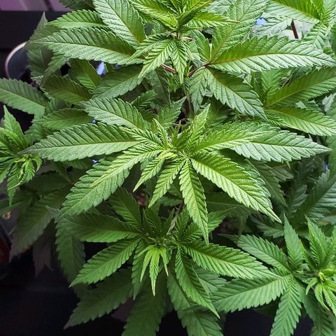 Unknown strain growlog timeline photo