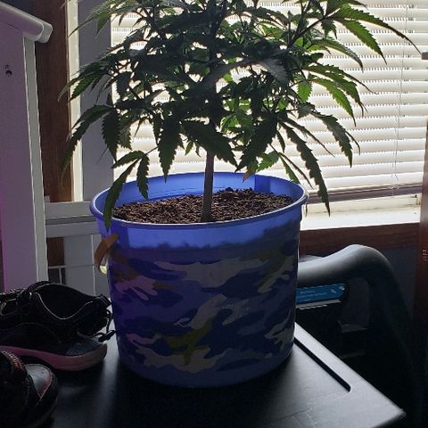Unknown strain growlog timeline photo