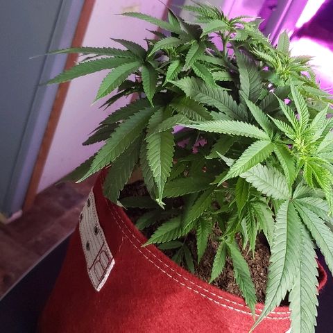 Unknown strain growlog timeline photo