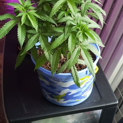 Unknown strain growlog timeline photo