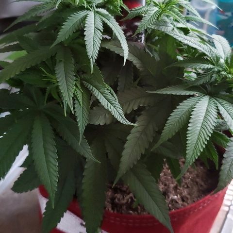 Unknown strain growlog timeline photo