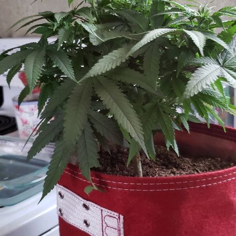 Unknown strain growlog timeline photo