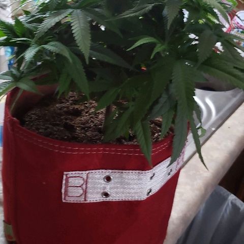 Unknown strain growlog timeline photo
