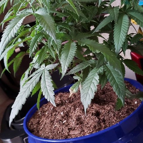 Unknown strain growlog timeline photo