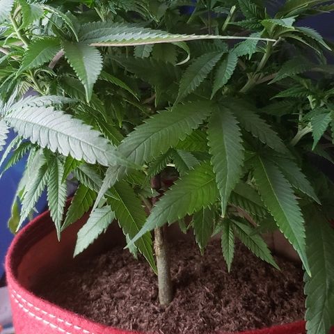 Unknown strain growlog timeline photo