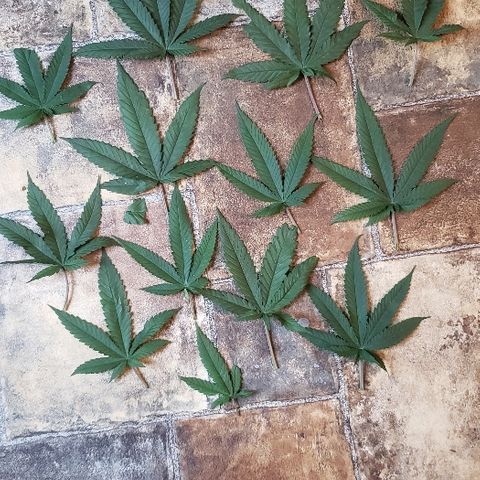Unknown strain growlog timeline photo