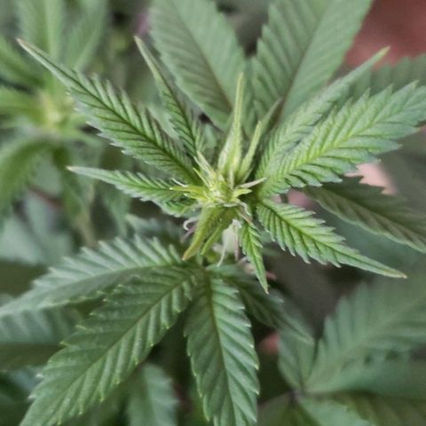 Unknown strain growlog timeline photo