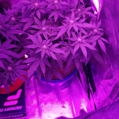 Unknown strain growlog timeline photo