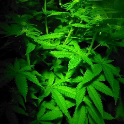 Unknown strain growlog timeline photo