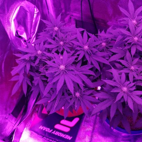 Unknown strain growlog timeline photo