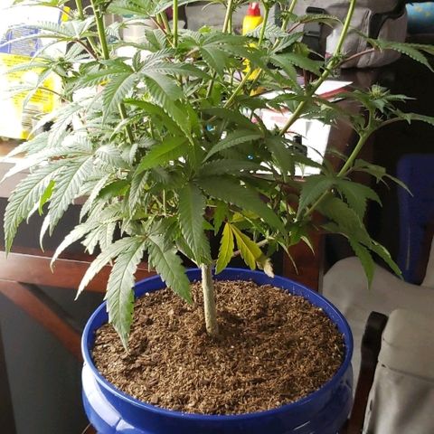 Unknown strain growlog timeline photo
